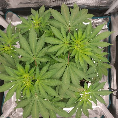 Foto do growlog de Green bean: Green bean is recovery mode. It makes me sad but I did choose this seed to learn a bit bit more. Be tested. If you are going use added nutrients. Ph the water.