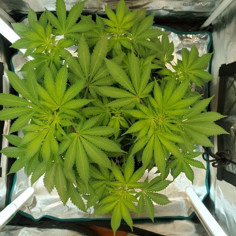 Foto do growlog de Green bean: She is still looking sad. Still mostly green. I flushed her last night. So she will definitely have to dry out again. 