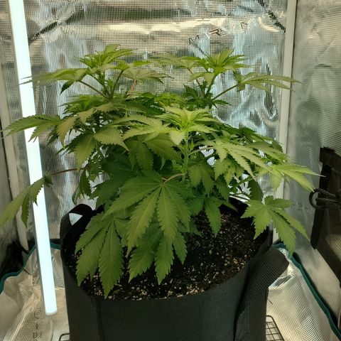 Foto do growlog de Green bean: She is still looking sad. Still mostly green. I flushed her last night. So she will definitely have to dry out again. 