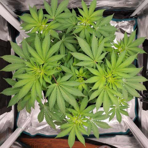 Foto do growlog de Green bean: I have been plucking brown or spotted leaves. Leaf pull is tomorrow. So I'll hold off. Plan to raise the PH again. Bit have to let the soil dry out.