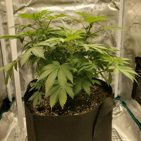 Foto do growlog de Green bean: I have been plucking brown or spotted leaves. Leaf pull is tomorrow. So I'll hold off. Plan to raise the PH again. Bit have to let the soil dry out.