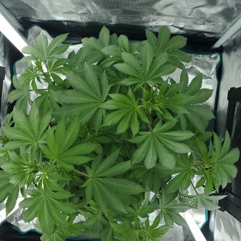 Foto do growlog de Green bean: B4 the leaf taking. Forgot to take photo this morning. 