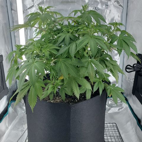 Foto do growlog de Green bean: B4 the leaf taking. Forgot to take photo this morning. 