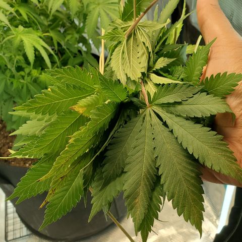Foto do growlog de Green bean: After trim. 30 leaves