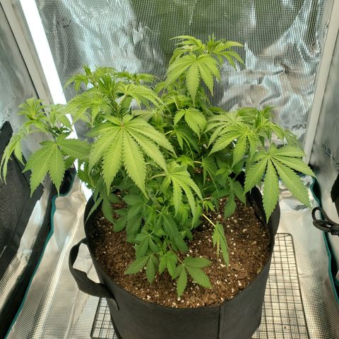 Foto do growlog de Green bean: After trim. 30 leaves