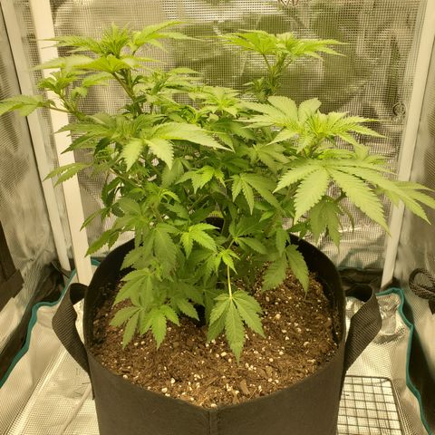 Foto do growlog de Green bean: She looks short to me. There continues to be flower growth. Waiting on wider trainer.