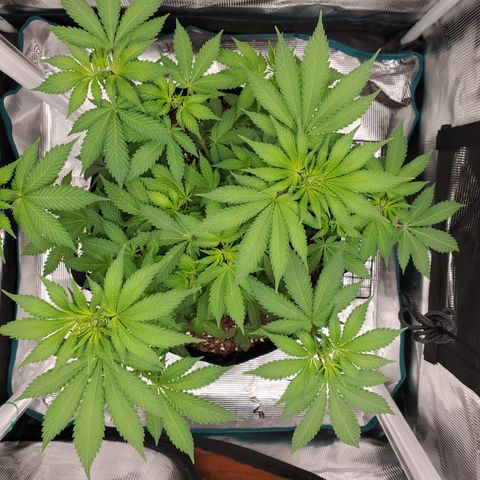 Foto do growlog de Green bean: She looks short to me. There continues to be flower growth. Waiting on wider trainer.