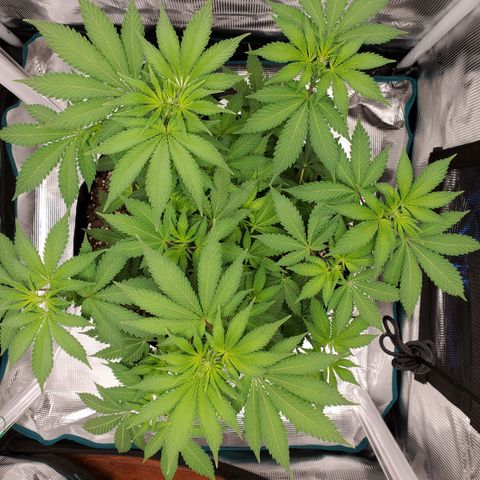 Foto do growlog de Green bean: Still growing. Flowering is still progressing. Not really much taller.