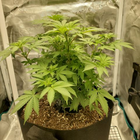 Foto do growlog de Green bean: Still growing. Flowering is still progressing. Not really much taller.