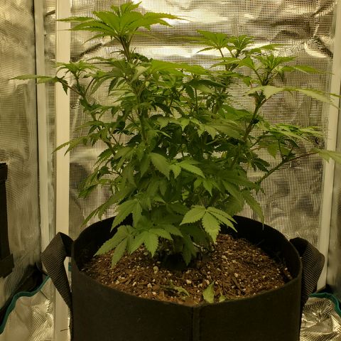 Foto do growlog de Green bean: I don't think she I getting taller. At least not that much taller. 