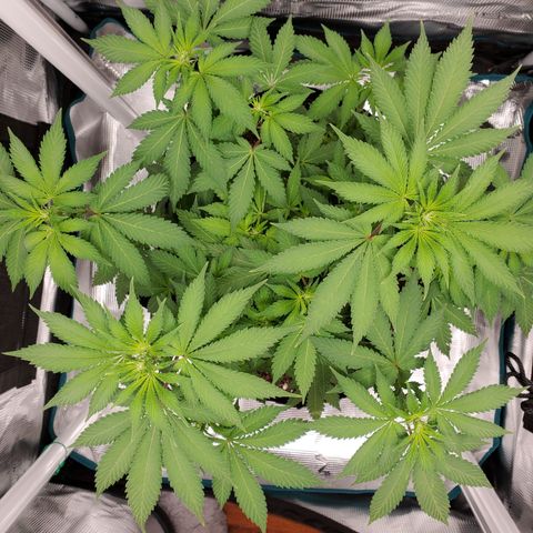 Foto do growlog de Green bean: I don't think she I getting taller. At least not that much taller. 