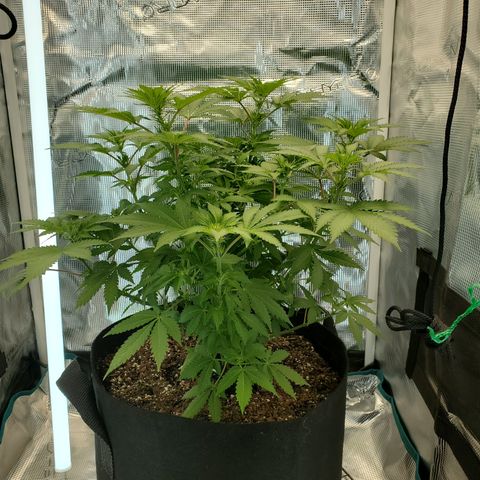 Foto do growlog de Green bean: Week three. Not getting much taller. Cola sites are developing. 