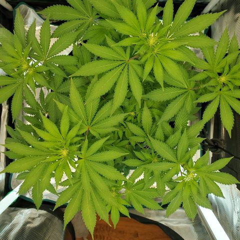 Foto do growlog de Green bean: Week three. Not getting much taller. Cola sites are developing. 