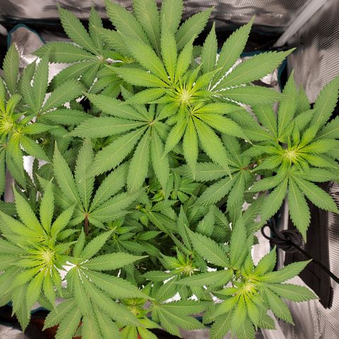 Foto do growlog de Green bean: This will be small.