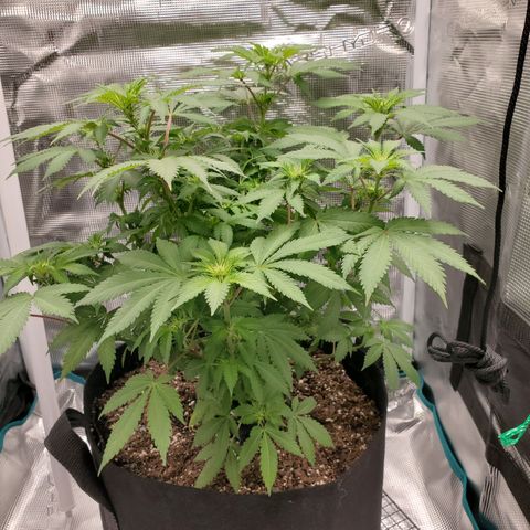 Foto do growlog de Green bean: This will be small.