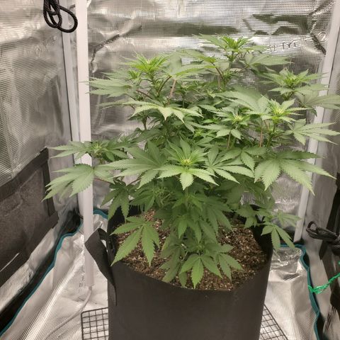 Foto do growlog de Green bean: Photo op