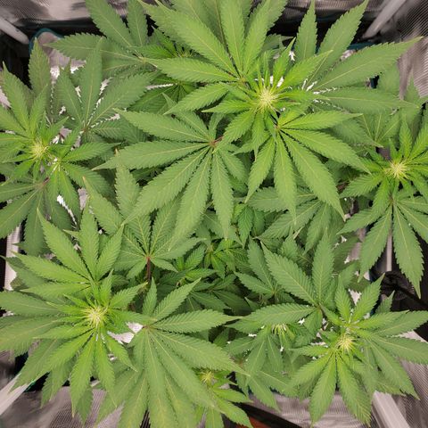 Foto do growlog de Green bean: Photo op