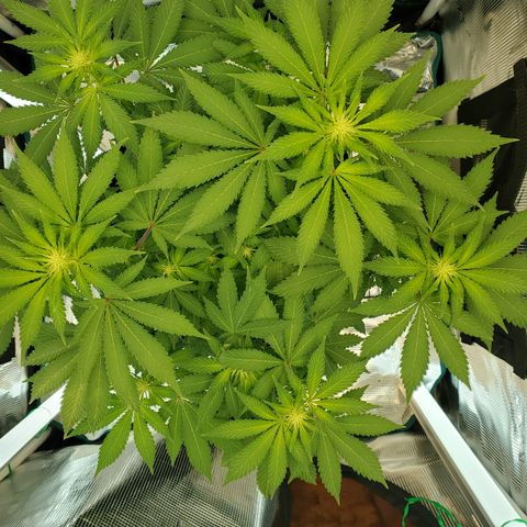 Foto do growlog de Green bean: It's budding nicely. Looks like it is getting taller also.