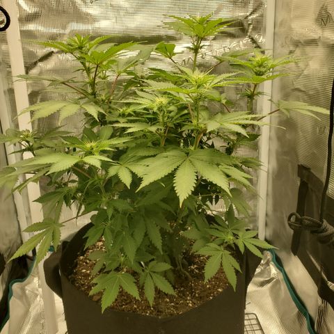 Foto do growlog de Green bean: Growth is starting to look better. Definitely getting taller.