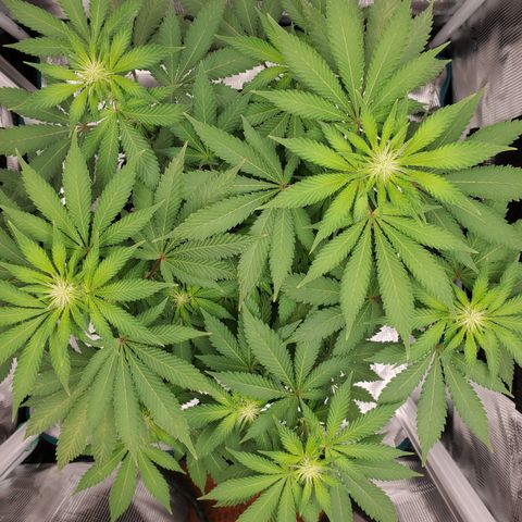 Foto do growlog de Green bean: Growth is starting to look better. Definitely getting taller.