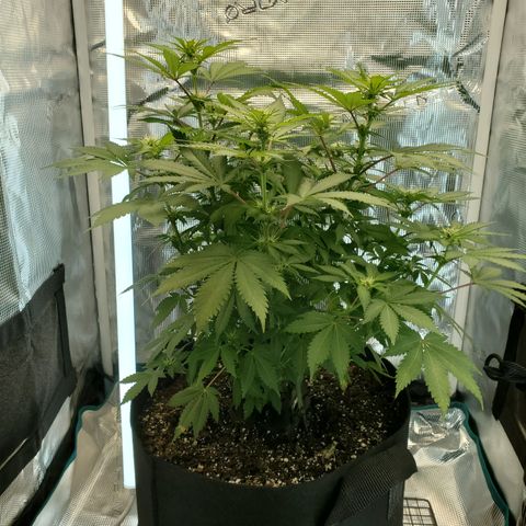 Foto do growlog de Green bean: Photo drop
