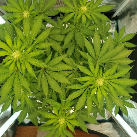 Foto do growlog de Green bean: Photo drop