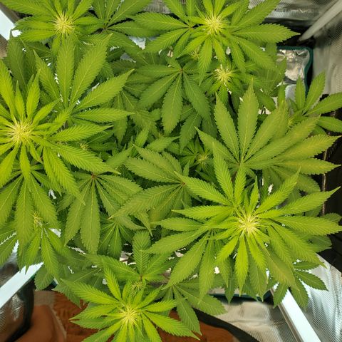 Foto do growlog de Green bean: Just a photo. 
