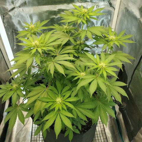 Foto do growlog de Green bean: Angled view today. 4 sides.