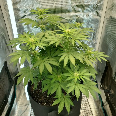 Foto do growlog de Green bean: Angled view today. 4 sides.