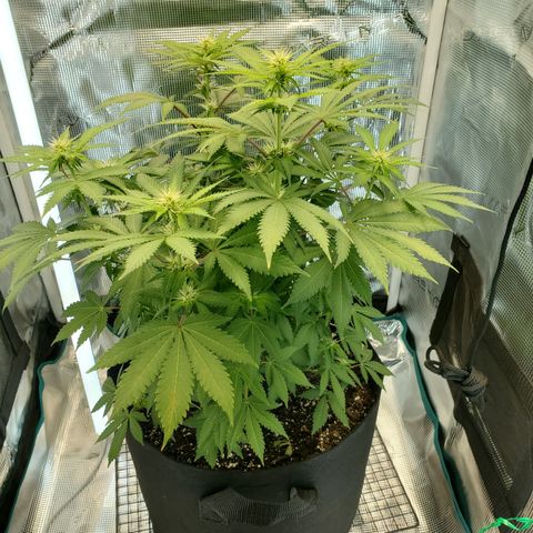 Foto do growlog de Green bean: Angled view today. 4 sides.