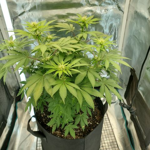 Foto do growlog de Green bean: Angled view today. 4 sides.