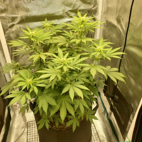 Foto do growlog de Green bean: Photo op. 