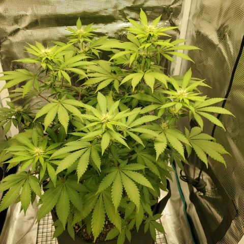 Foto do growlog de Green bean: Angled photo