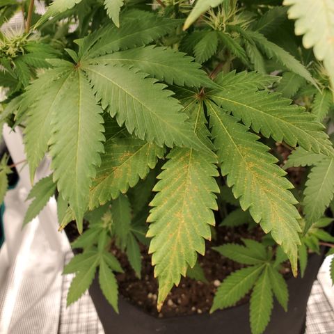 Foto do growlog de Green bean: Finicky strain. Used same soil as last. Light set up. More fans to keep humidity at the right level and she still acting up. Ima keep and follow through on the grow.