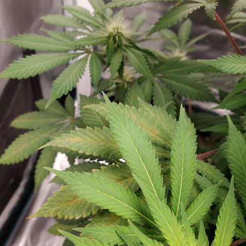 Foto do growlog de Green bean: Finicky strain. Used same soil as last. Light set up. More fans to keep humidity at the right level and she still acting up. Ima keep and follow through on the grow.