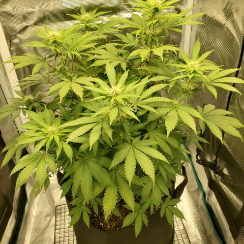 Foto do growlog de Green bean: Finicky strain. Used same soil as last. Light set up. More fans to keep humidity at the right level and she still acting up. Ima keep and follow through on the grow.