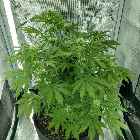 Foto do growlog de Green bean: Late night photo.