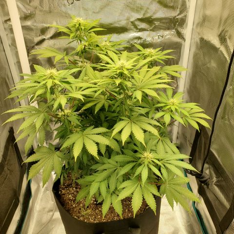 Foto do growlog de Green bean: Photo. Top of week 5