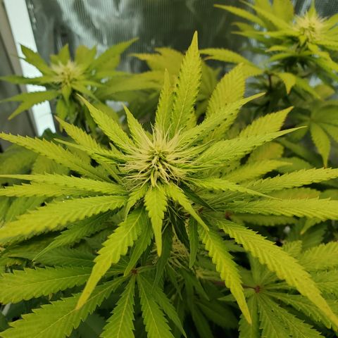 Foto do growlog de Green bean: Close ups. Still small but hopefully mighty 