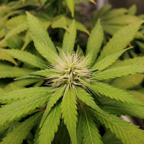 Foto do growlog de Green bean: More close ups