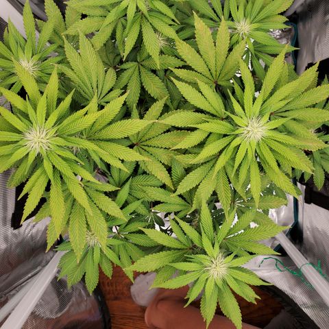 Foto do growlog de Green bean: More close ups