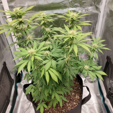 Foto do growlog de Green bean: Took a bit leaves.