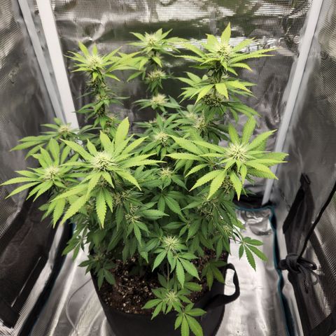 Foto do growlog de Green bean: Git a new phone. So the pictures look a little different. 
