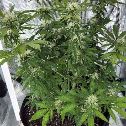 Foto do growlog de Green bean: Still looking good.