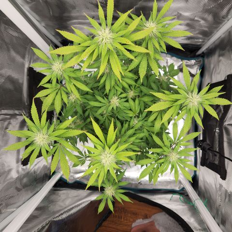 Foto do growlog de Green bean: Been a bit for a view from the top. Icy.