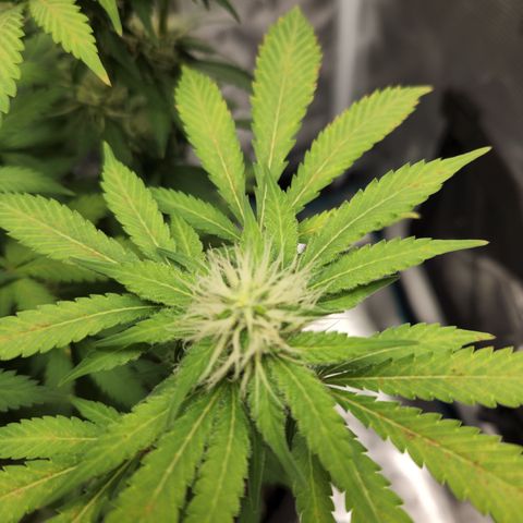 Foto do cronograma do growlog de Green bean