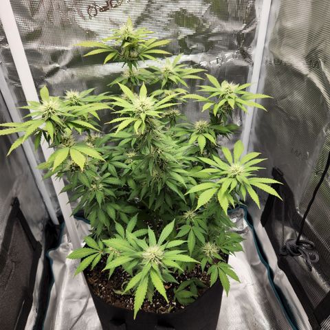 Foto do growlog de Green bean: Been a bit for a view from the top. Icy.