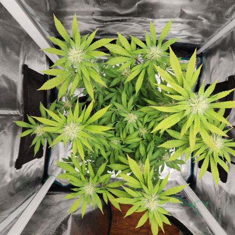 Foto do growlog de Green bean: Frosting is coming in more. Haven't used anymore nutrients. Just riding it out.