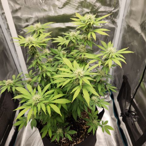 Foto do growlog de Green bean: Frosting is coming in more. Haven't used anymore nutrients. Just riding it out.