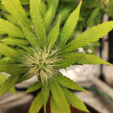 Foto do growlog de Green bean: Frosting is coming in more. Haven't used anymore nutrients. Just riding it out.